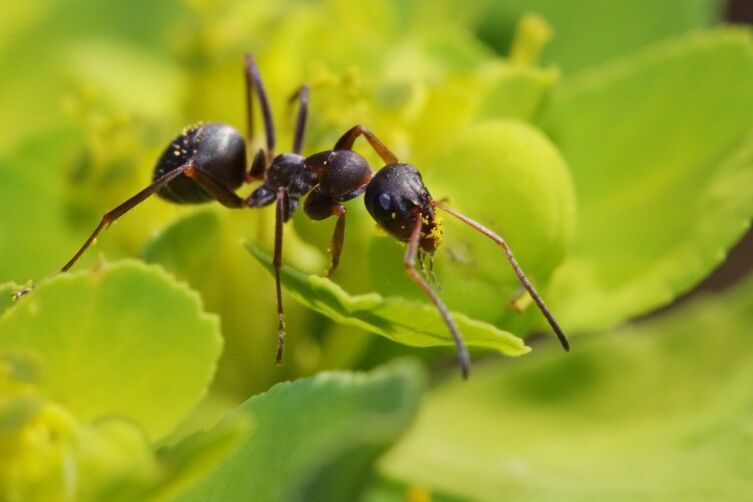 Anti -inflammation ants of the prostate