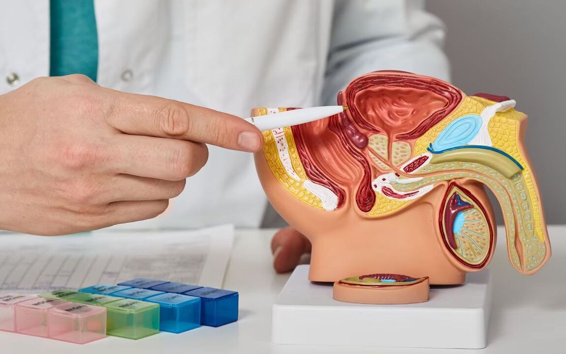 the location of the prostate